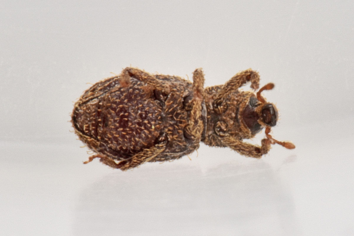 Curculionidae: Echinomorphus ravouxi